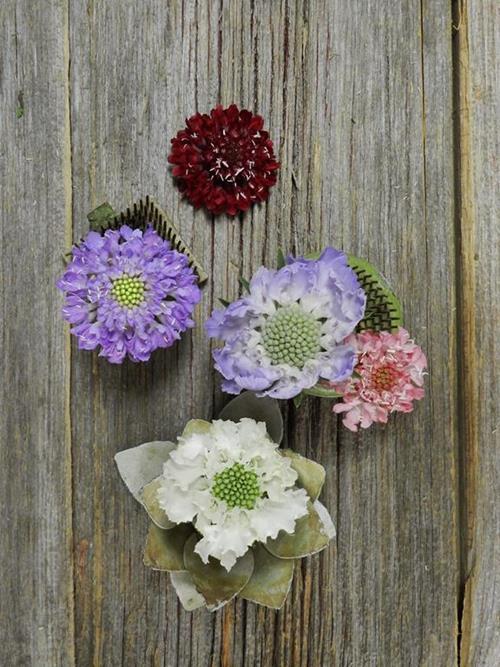 Assorted Scabiosa